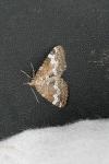 Perizoma alchemillata