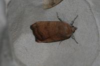 Noctua interjecta