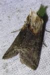 Abrostola triplasia
