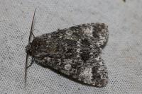 Acronicta megacephala
