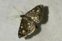Anania stachydalis