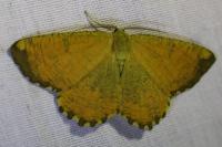 Angerona prunaria