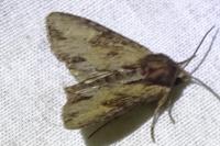 Apamea crenata