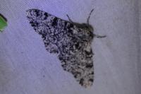 Biston betularia