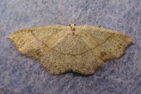 Cyclophora punctaria