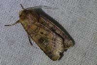 Diarsia rubi