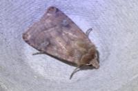 Diarsia rubi