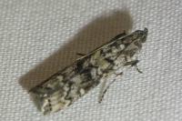 Dioryctria abietella