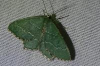 Hemithea aestivaria