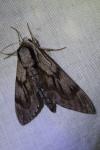 Hyloicus pinastri