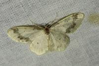 Idaea trigeminata