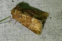 Oligia fasciuncula