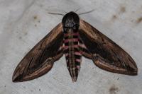 Sphinx ligustri