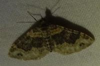 Xanthorhoe ferrugata