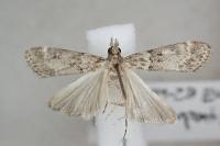 Eudonia mercurella