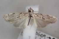 Scoparia ingratella