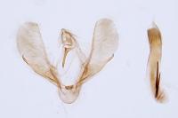 Scoparia ingratella