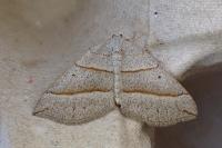 Scotopteryx luridata/mucronata