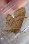 Idaea macilentaria