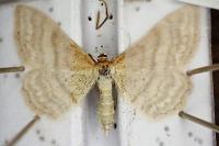 Idaea macilentaria