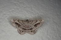 Chiasmia aestimaria