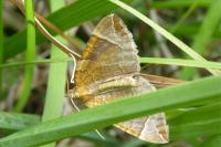 Eulithis testata