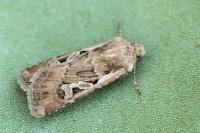 Euxoa aquilina aquilina
