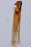 Hecatera bicolorata