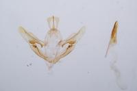 Phaiogramma etruscaria