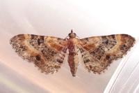 Eupithecia pulchellata