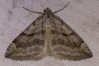 Aplocera efformata