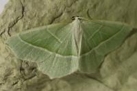 Campaea margaritaria