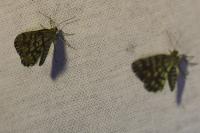 Chiasmia clathrata