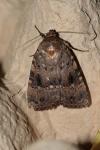 Amphipyra pyramidea
