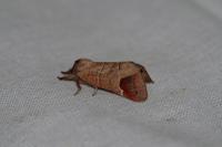 Clostera curtula