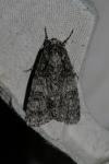 Acronicta rumicis