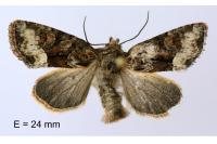 Oligia versicolor