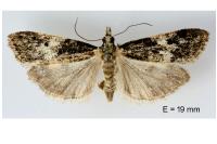 Eudonia delunella