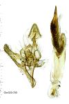 Delplanqueia dilutella