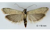 Phycitodes gallicella
