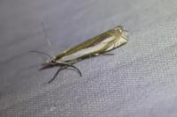Crambus pascuella