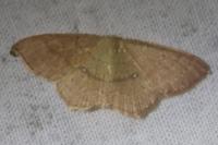 Cyclophora linearia