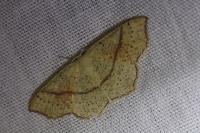 Cyclophora punctaria