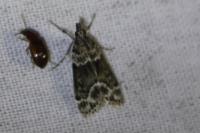 Eudonia mercurella