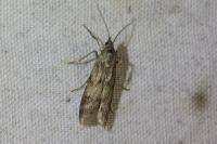Homoeosoma sinuella