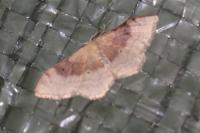 Idaea degeneraria