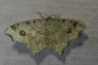 Macaria notata