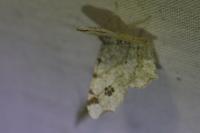 Macaria notata
