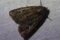 Mesapamea secalella/secalis