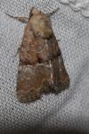 Mesoligia furuncula